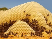 养蜂消毒方案︱养蜂消毒剂
